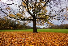 Herbst in Köln - Rolf Vennenbernd/dpa
