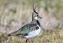 Kiebitz - Foto: Patrick Pleul/zb/dpa