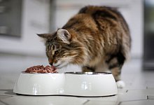 Eine Katze frisst Feuchtfutter - Ina Fassbender/dpa-tmn