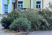 tannenbaume - 1 - Archivfoto: Raphael Bartling
