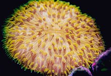 Koralle Cycloseris cyclolites - Dr Brett Lewis/dpa