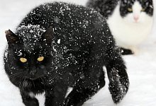 Katze im Schnee - Foto: Bernd W&uuml;stneck/dpa-Zentralbild