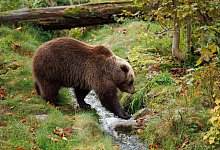 Braunb&auml;r - Friso Gentsch/dpa