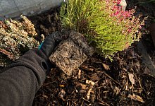 Pflanzen in der kalten Jahreszeit: Auf die Bel&uuml;ftung kommt\'s an - Christin Klose/dpa Themendienst/dpa-tmn