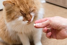 Katzen sollten nicht die Medikamente ihrer Halter nehmen - Foto: Andrea Warnecke/dpa-tmn