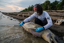 Flussdelfine - Miguel Monteiro/ Institut Mamiraua /dpa