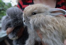 Angorakaninchen - picture alliance / dpa