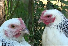 Hennen - INRAE - Bertin and Arnould/EurekAlert/dpa