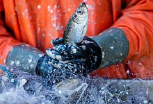 Ostseefischerei - Jens Büttner/dpa-Zentralbild/dpa