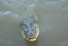 Krokodil in Australien - Carola Frentzen/dpa