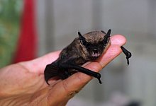 Zwergfledermaus - Katja Sponholz/dpa