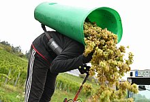 Weinlese im Rheingau - Arne Dedert/dpa