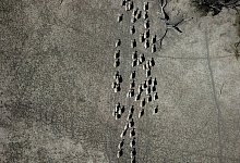 Karges Weideland - Dean Lewins/AAP/dpa