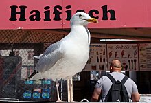 M&ouml;we in Warnem&uuml;nde - Bernd W&uuml;stneck/dpa