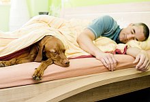 Hund im Bett - Monique W&uuml;stenhagen/dpa-tmn