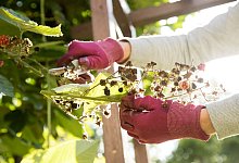 Insekten brauchen Staudenst&auml;ngel - Foto: Christin Klose/dpa-tmn