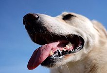 Hund - Martin Gerten/dpa/Archivbild