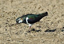 Kiebitz - Biologische Station Lippe/T. Garcorz