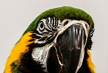 Bunte Vögel mit kräftigen Vögeln - Wallace Woon/dpa