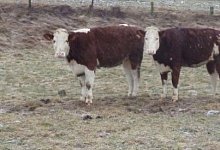 Entlaufen - FOTO: CHRISTIAN MATHIESEN