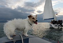 Segeln mit Hund - Foto: Felix K&auml;stle/dpa