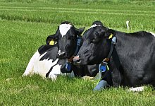 Ihr kleines und gro&szlig;es Gesch&auml;ft machen K&uuml;he gerne dort, wo sie gerade sind. - Pixabay