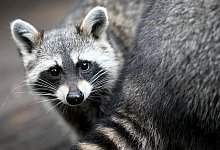 Waschb&auml;ren - Britta Pedersen/dpa/Symbolbild