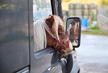 Das kleinste Pferd der Welt - Bernd Thissen/dpa/Archivbild