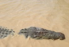 Salzwasserkrokodil - Neda Vanovac/AAP/EPA/dpa