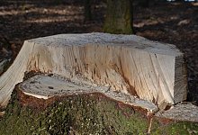 Holz - Symbolbild: Pixabay