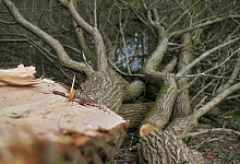 roden-4985613_1920 - Symbolbild: Pixabay