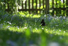 Artenvielfalt f&ouml;rdern - Foto: Karl-Josef Hildenbrand/dpa-tmn