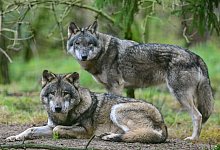 W&ouml;lfe - Patrick Pleul/dpa