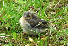 Jungvogel - Kreis Lippe