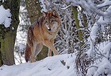 wolf-1972762_1920 - Marcel Langthim/Pixabay