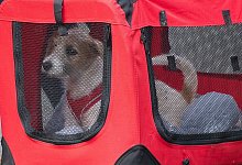 Boris Johnson adoptiert Hund - Foto: Dominic Lipinski/PA