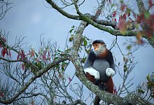 Rotschenklige Kleideraffen im Dschungel rund um das InterContinental Danang Sun Peninsula Resort. Die vom Aussterben bedrohten Primaten leben heute nur noch in Vietnam (haupts&auml;chlich auf der Son Tra Halbinsel) und in Laos. - InterContinental Danang Sun Peninsula Resort/dpa