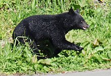 Bären in Japan - Uncredited/kyodo/dpa