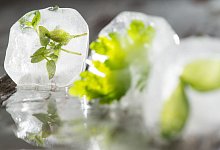 In Eiswürfeln gefrorene Kräuter - Franziska Gabbert/dpa-tmn