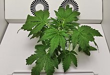 Smarte Growbox: Hey-abby Grow Box &laquo;OG Edition&raquo; - heise medien/heise medien/dpa