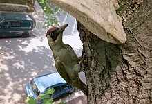 Spechte - Uwe M&uuml;ller/Capricornum Film/MDR/dpa