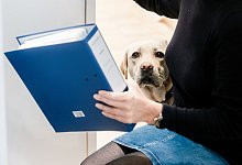 Hund im B&uuml;ro - Foto: Markus Scholz/dpa-tmn