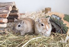 Mongolische Rennm&auml;use - Foto: Andrea Warnecke/dpa-tmn