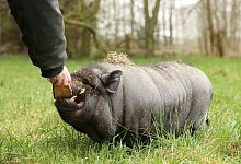 Eine Frau f&uuml;ttert ein Mini-Schwein - Markus Hibbeler/dpa-tmn