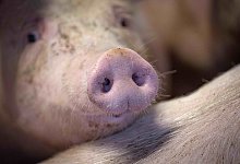 Schweinehaltung - Sina Schuldt/dpa