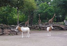 S&auml;belantilopen - -/Zoo Magdeburg/dpa