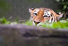 Tiger - Foto: Christian Charisius/dpa/Symbolbild