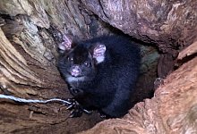 Greater Glider - Ana Gracanin/dpa