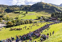 Weideabtrieb im Schwarzwald - Philipp von Ditfurth/dpa