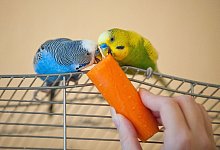 Wellensittiche ben&ouml;tigen zus&auml;tzliche Vitamin-Gaben in Form von Gem&uuml;se. Damit sie sich an Karotten und Co. gew&ouml;hnen, kann man die geliebten K&ouml;rner in das Gem&uuml;se stecken. - Andrea Warnecke/dpa-tmn